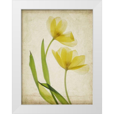 Parchment Flowers IV White Modern Wood Framed Art Print by Stalus, Judy