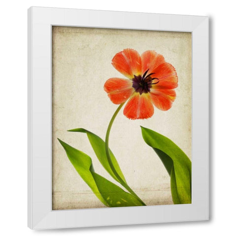 Parchment Flowers V White Modern Wood Framed Art Print by Stalus, Judy