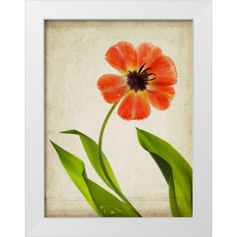 Parchment Flowers V White Modern Wood Framed Art Print by Stalus, Judy