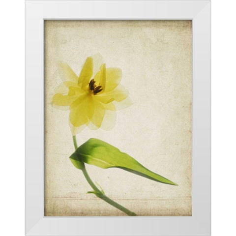 Parchment Flowers VII White Modern Wood Framed Art Print by Stalus, Judy
