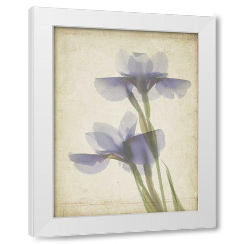 Parchment Flowers VIII White Modern Wood Framed Art Print by Stalus, Judy