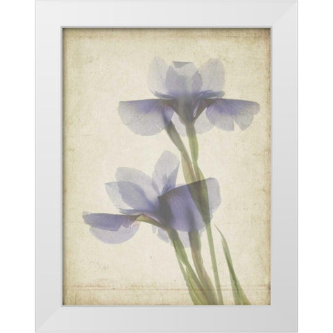 Parchment Flowers VIII White Modern Wood Framed Art Print by Stalus, Judy
