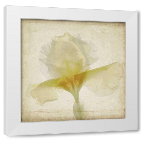 Parchment Flowers IX White Modern Wood Framed Art Print by Stalus, Judy