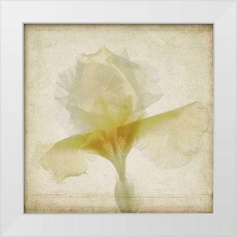 Parchment Flowers IX White Modern Wood Framed Art Print by Stalus, Judy