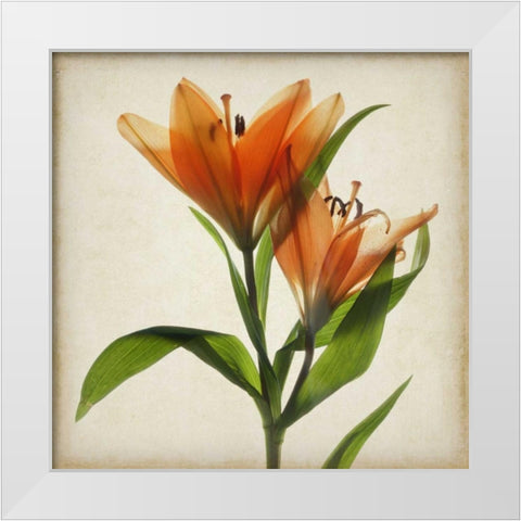 Parchment Flowers X White Modern Wood Framed Art Print by Stalus, Judy