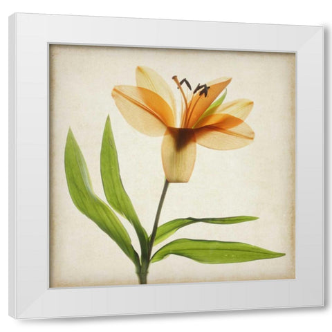 Parchment Flowers XI White Modern Wood Framed Art Print by Stalus, Judy