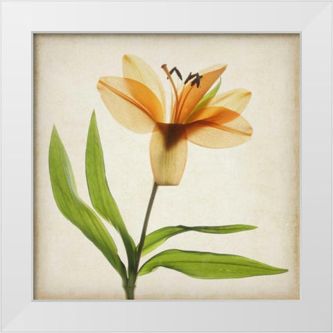 Parchment Flowers XI White Modern Wood Framed Art Print by Stalus, Judy
