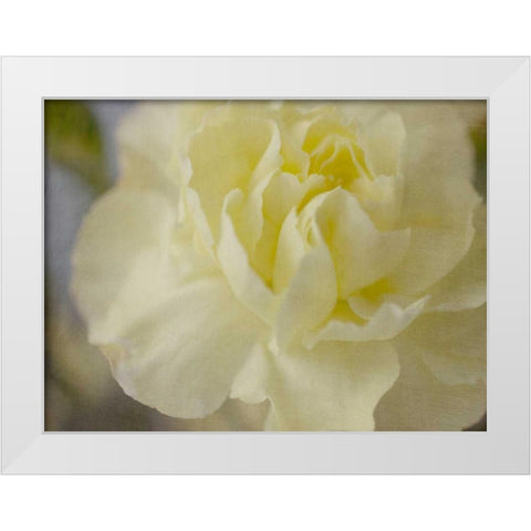Rose Whisper I White Modern Wood Framed Art Print by Stalus, Judy