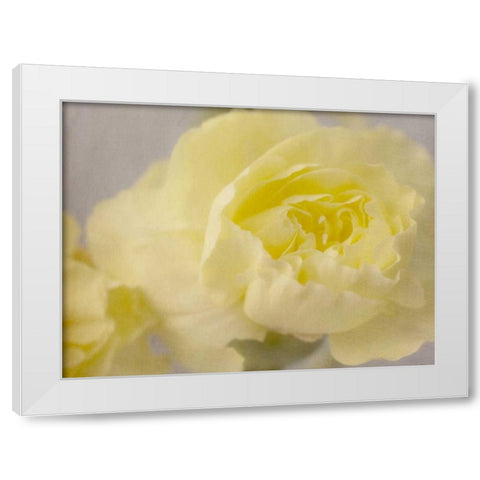 Rose Whisper III White Modern Wood Framed Art Print by Stalus, Judy