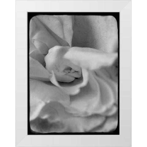 Rose Spiral II White Modern Wood Framed Art Print by Stalus, Judy