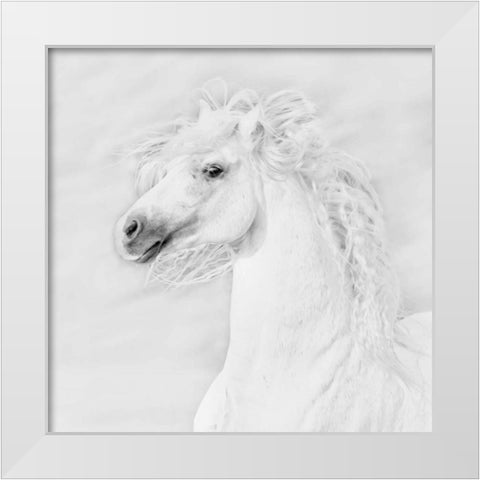 BandW Horses III White Modern Wood Framed Art Print by PHBurchett