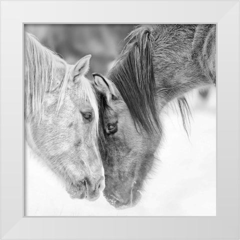 BandW Horses VII White Modern Wood Framed Art Print by PHBurchett