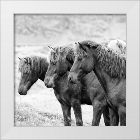 BandW Horses X White Modern Wood Framed Art Print by PHBurchett