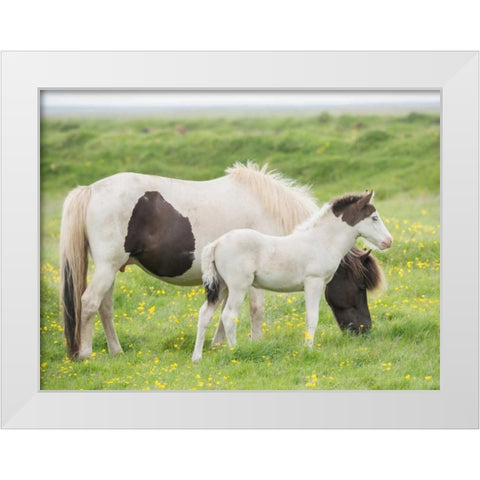 Grassland Horses I White Modern Wood Framed Art Print by PHBurchett