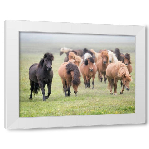 Grassland Horses II White Modern Wood Framed Art Print by PHBurchett