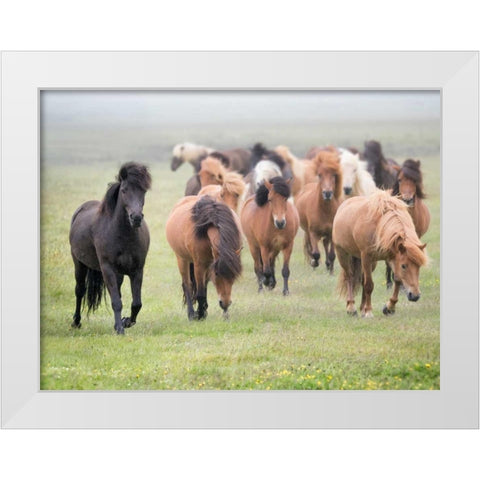 Grassland Horses II White Modern Wood Framed Art Print by PHBurchett