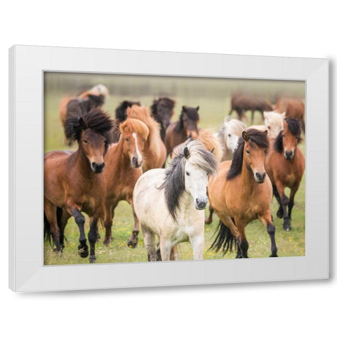 Grassland Horses III White Modern Wood Framed Art Print by PHBurchett