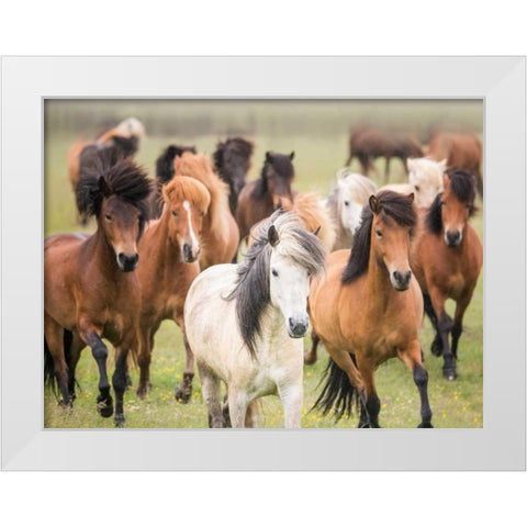 Grassland Horses III White Modern Wood Framed Art Print by PHBurchett
