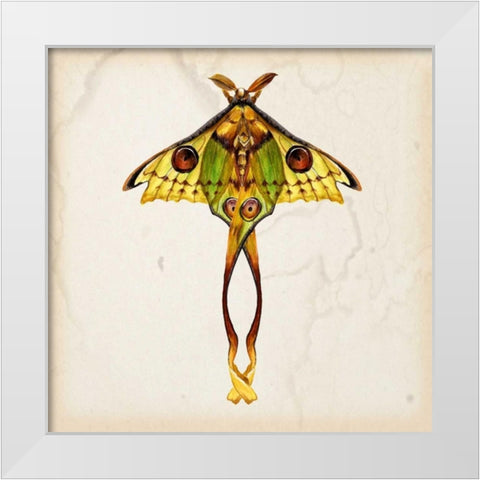 Butterfly Study I White Modern Wood Framed Art Print by Wang, Melissa