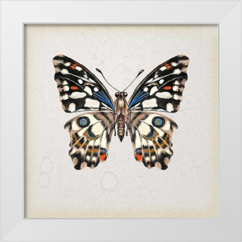 Butterfly Study II White Modern Wood Framed Art Print by Wang, Melissa