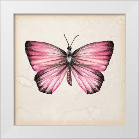 Butterfly Study IV White Modern Wood Framed Art Print by Wang, Melissa