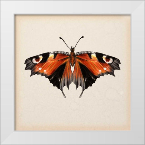 Butterfly Study V White Modern Wood Framed Art Print by Wang, Melissa