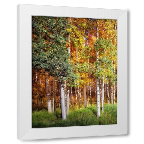 Aspen Glen I White Modern Wood Framed Art Print by Drost, David