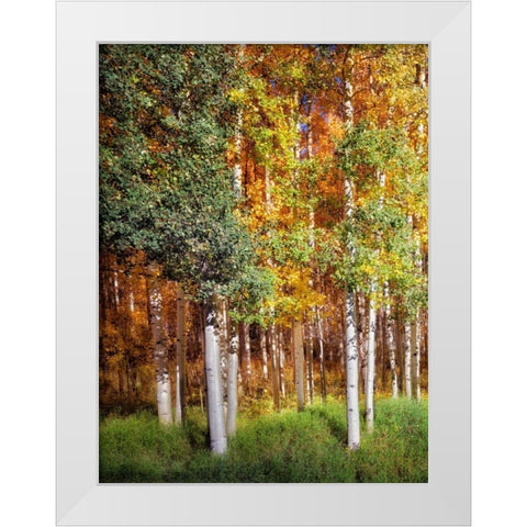 Aspen Glen I White Modern Wood Framed Art Print by Drost, David