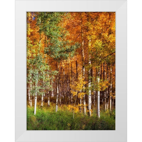 Aspen Glen II White Modern Wood Framed Art Print by Drost, David