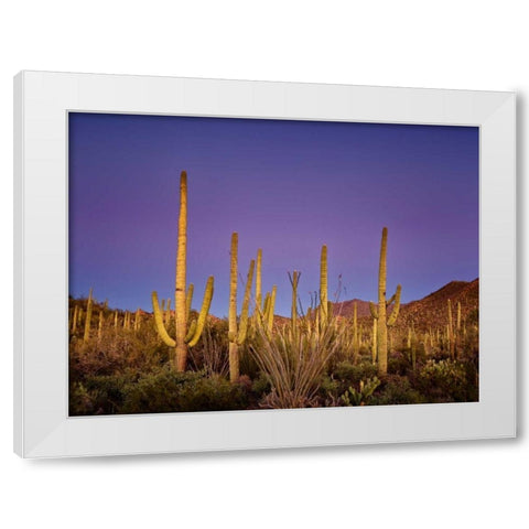 Cacti View I White Modern Wood Framed Art Print by Drost, David