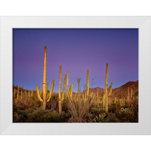 Cacti View I White Modern Wood Framed Art Print by Drost, David