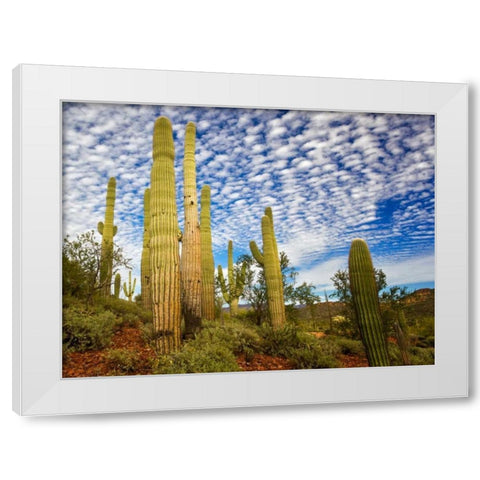 Cacti View III White Modern Wood Framed Art Print by Drost, David
