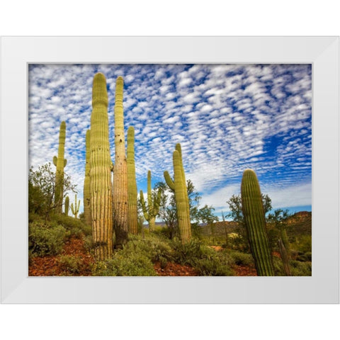 Cacti View III White Modern Wood Framed Art Print by Drost, David