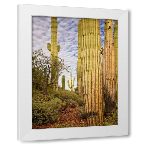 Cacti View IV White Modern Wood Framed Art Print by Drost, David
