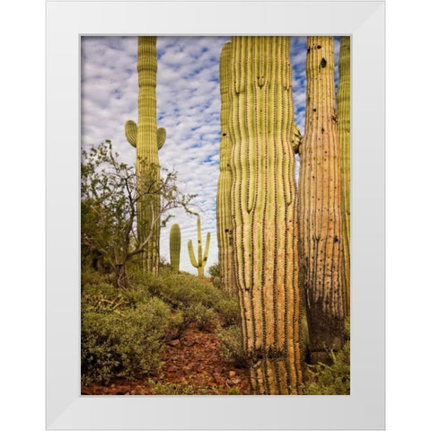 Cacti View IV White Modern Wood Framed Art Print by Drost, David
