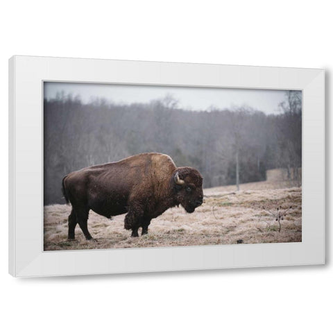 Solitary Bison III White Modern Wood Framed Art Print by Mead, Adam