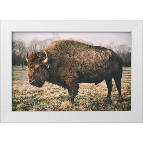 Solitary Bison IV White Modern Wood Framed Art Print by Mead, Adam