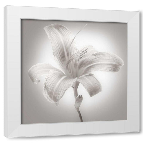 Tiger Lily I White Modern Wood Framed Art Print by McLoughlin, James