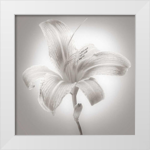 Tiger Lily I White Modern Wood Framed Art Print by McLoughlin, James