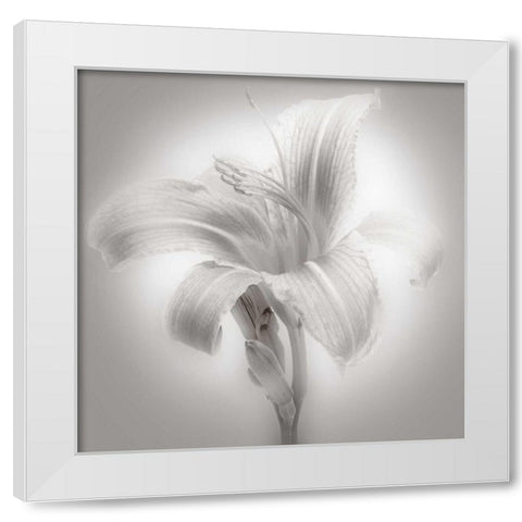 Tiger Lily II White Modern Wood Framed Art Print by McLoughlin, James