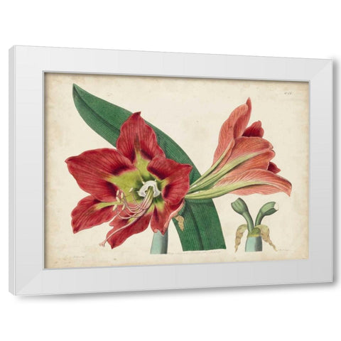 Amaryllis Splendor I White Modern Wood Framed Art Print by Curtis