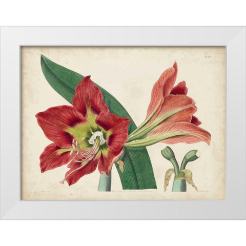 Amaryllis Splendor I White Modern Wood Framed Art Print by Curtis