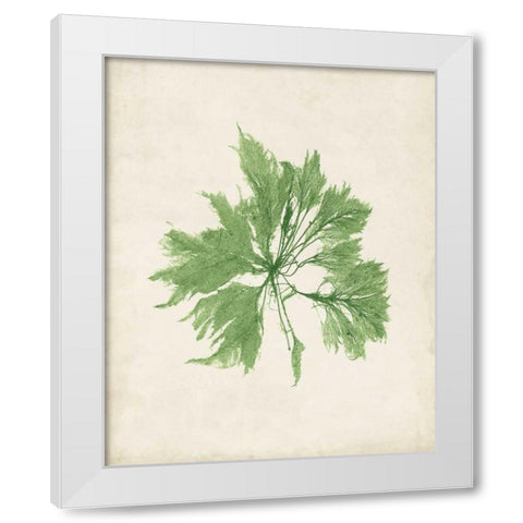 Peridot Seaweed I White Modern Wood Framed Art Print by Vision Studio