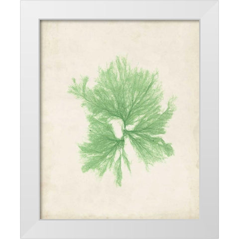 Peridot Seaweed III White Modern Wood Framed Art Print by Vision Studio