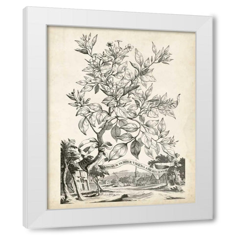 Scenic Botanical II White Modern Wood Framed Art Print by Munting, Abraham