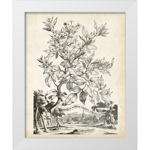 Scenic Botanical II White Modern Wood Framed Art Print by Munting, Abraham