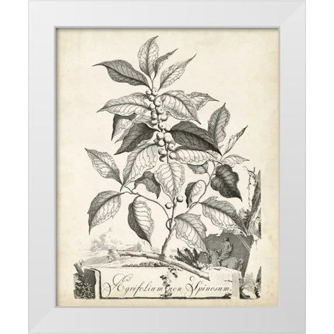 Scenic Botanical III White Modern Wood Framed Art Print by Munting, Abraham