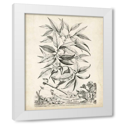 Scenic Botanical IV White Modern Wood Framed Art Print by Munting, Abraham