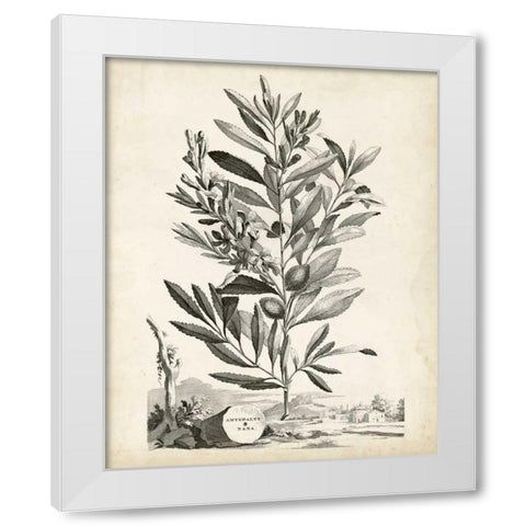 Scenic Botanical VI White Modern Wood Framed Art Print by Munting, Abraham