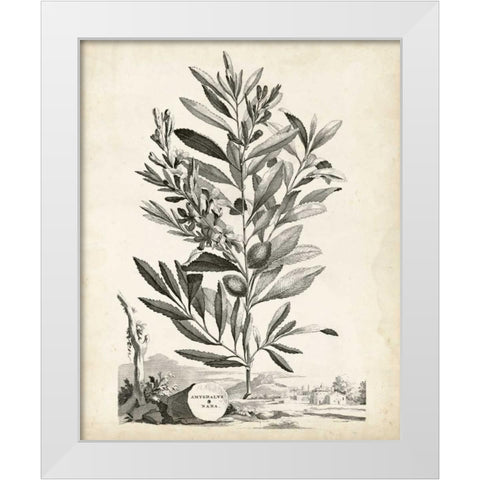 Scenic Botanical VI White Modern Wood Framed Art Print by Munting, Abraham
